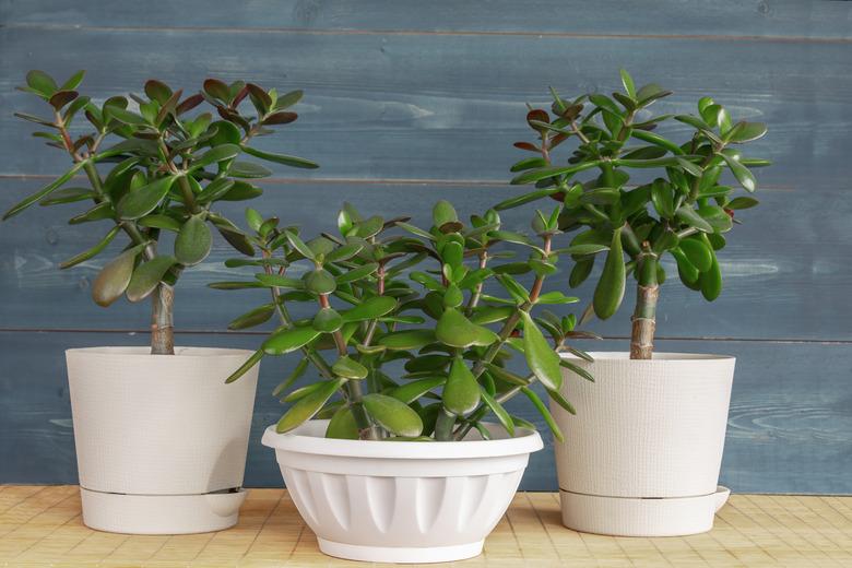 Succulent houseplant Crassula ovata in a pot on rustic background