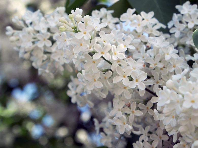 Branch of white lilac on a Bush close-up.