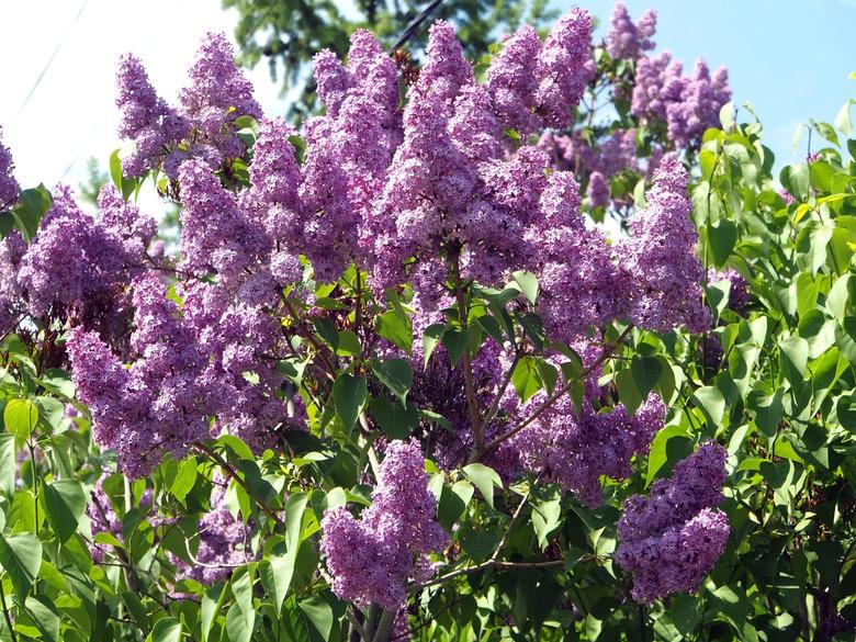 Bright lilac branch on a tree against the blue sky.