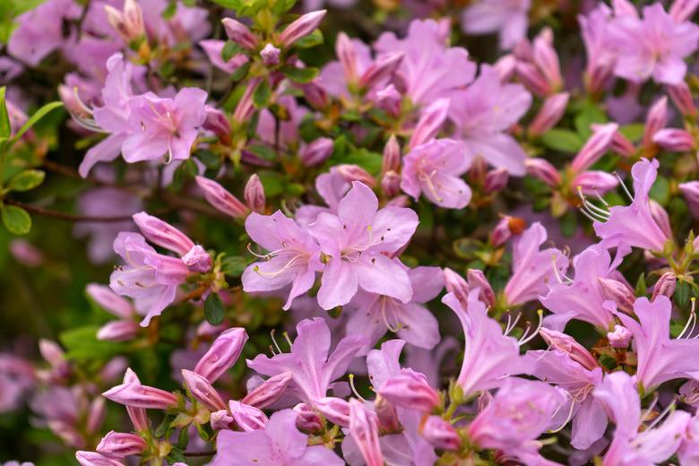 Beautiful Japanese pink Azalea flowers in dense shrubbery garden.