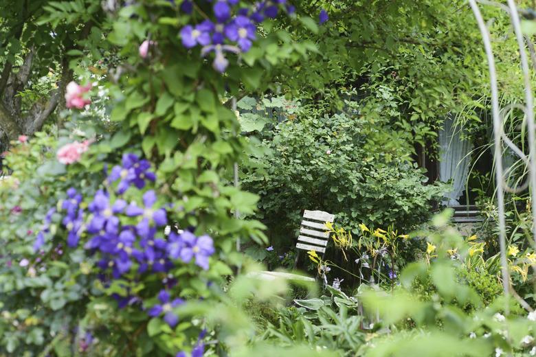 Plants and flowers in garden