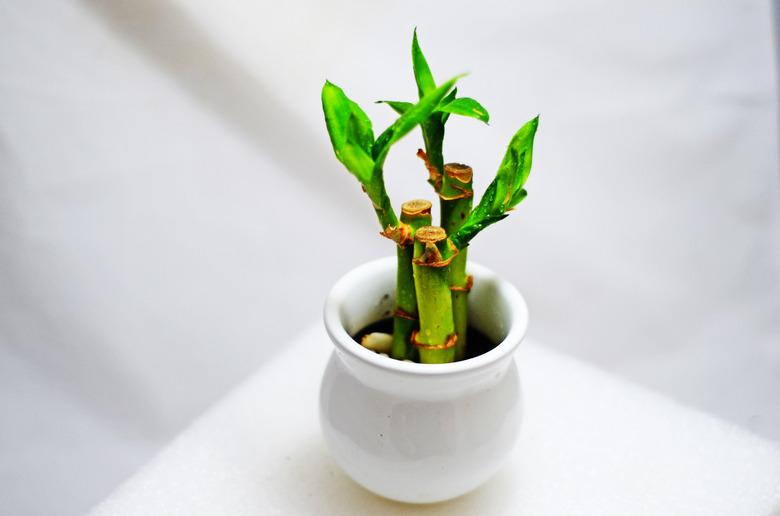 Lucky Bamboo Plant