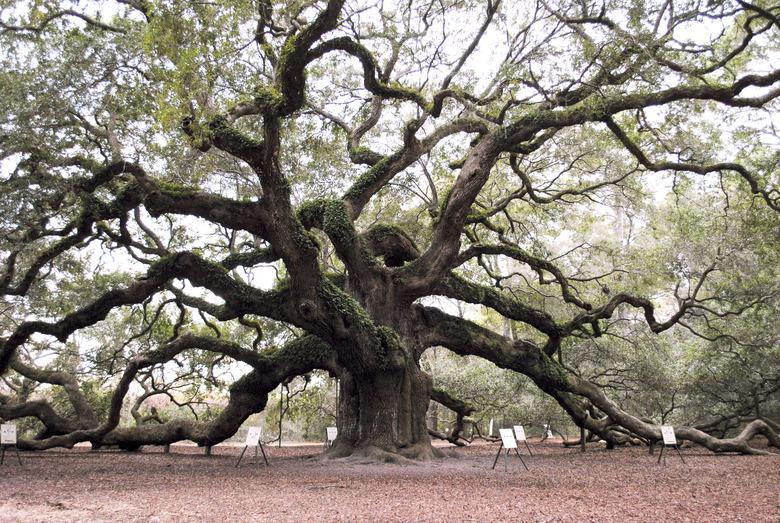 Angel Oak tree