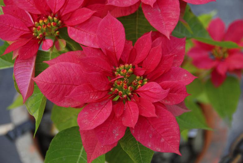 Red Poinsettia Flowers on Christmas