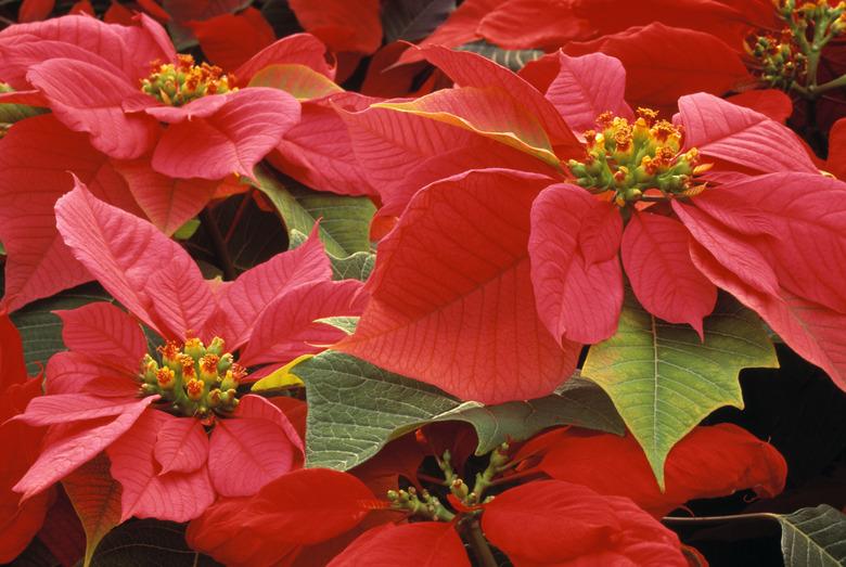 Poinsettias