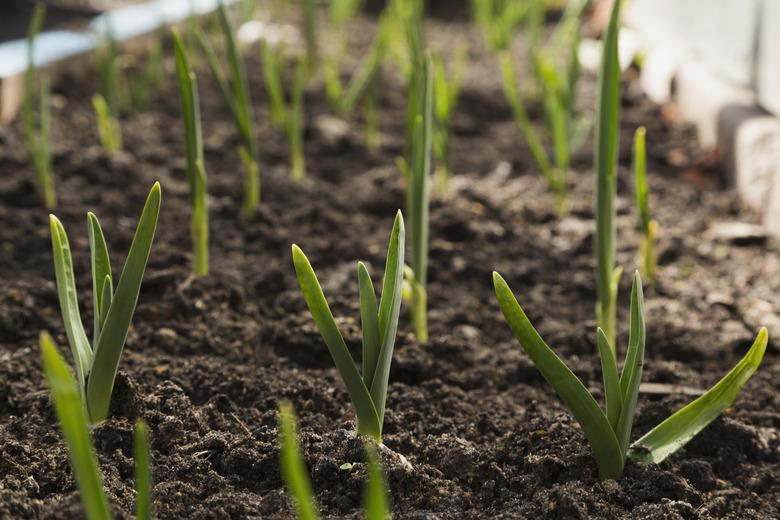 Plant garlic