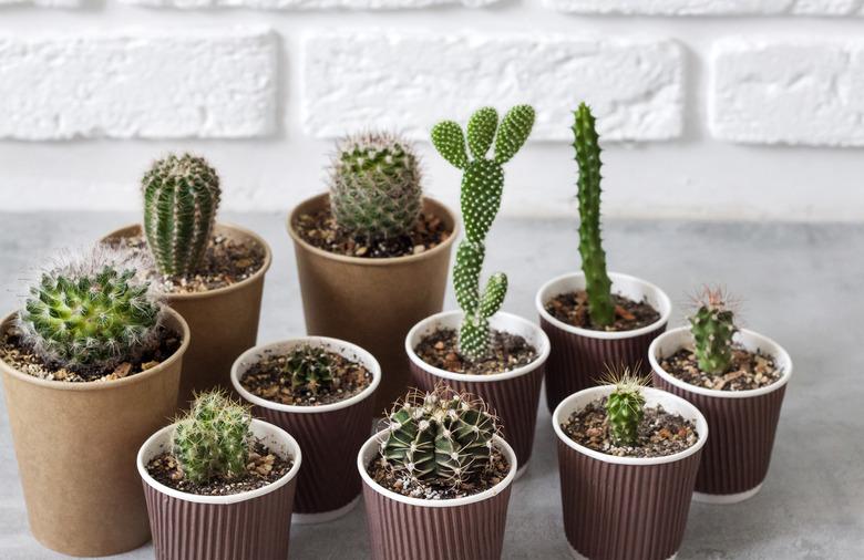 Cactus and succulent plants collection in paper cups. Home garden