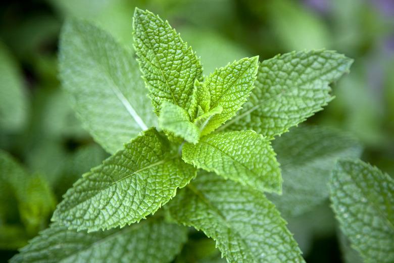 Leaves on a mint plant (Lamiaceae), close-up