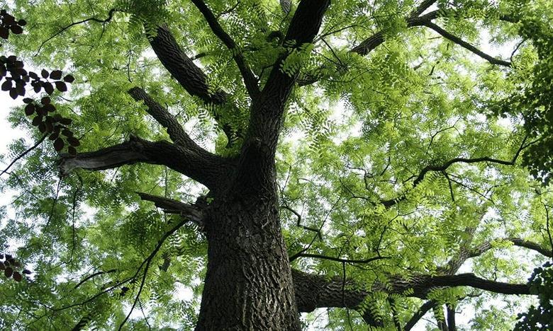 Black Walnut Tree