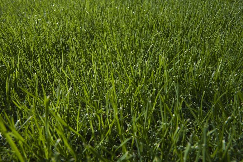 Grass,  close-up