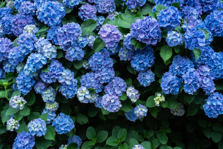 Blue flowering hydrangeas.