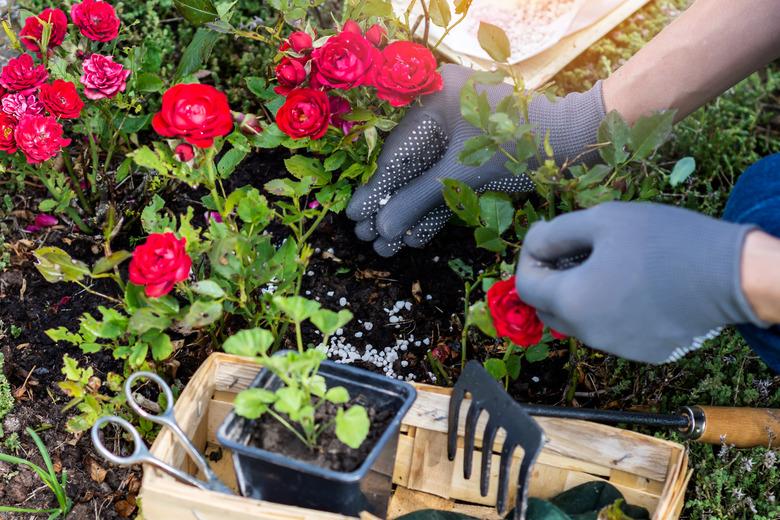 Fertilizing rose bushes.