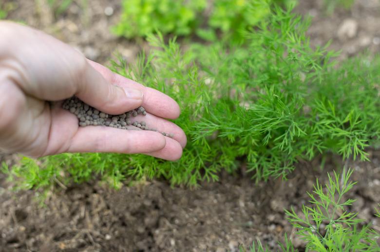 the gardener makes mineral fertilizers on the bed with vegetables. Superphosphate granules in a woman's hand