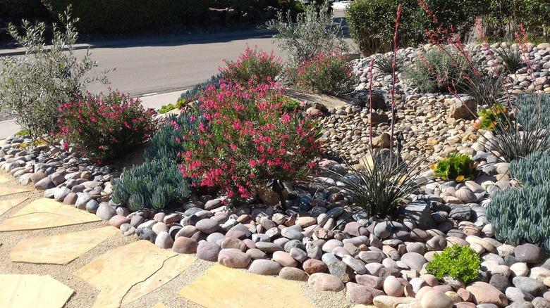 Xeriscaped Front Yard with Dry Creek Bed