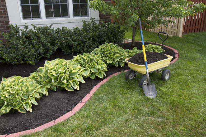 Mulching around the hostas.