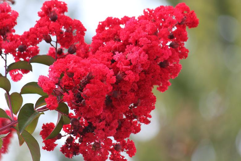 Crape Myrtle Flower