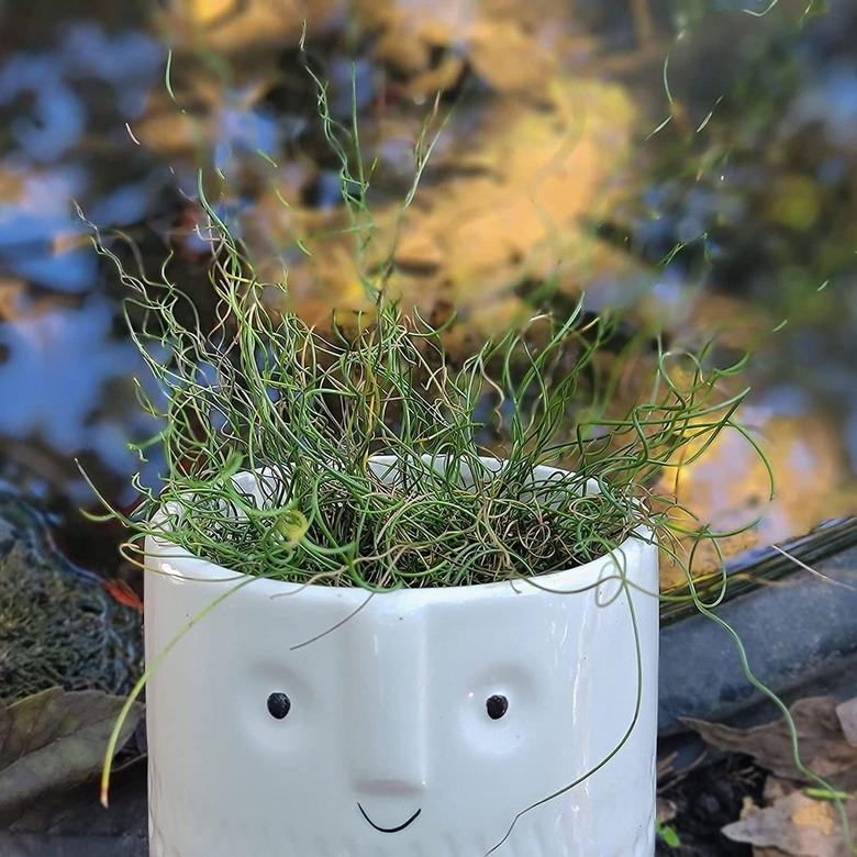 Juncus Spiralis Corkscrew Rush