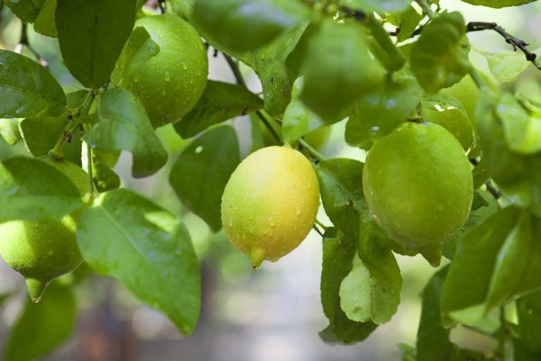 Lemon Tree