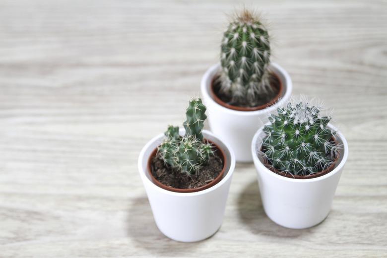 Three Cactus in pots