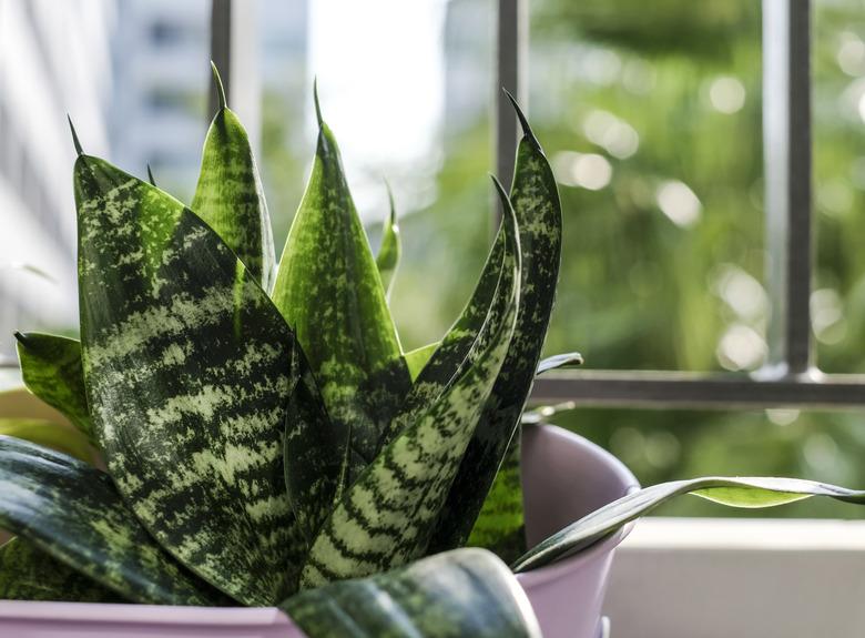 Sansevieria trifasciata or Snake plant in pot at terrace condominium