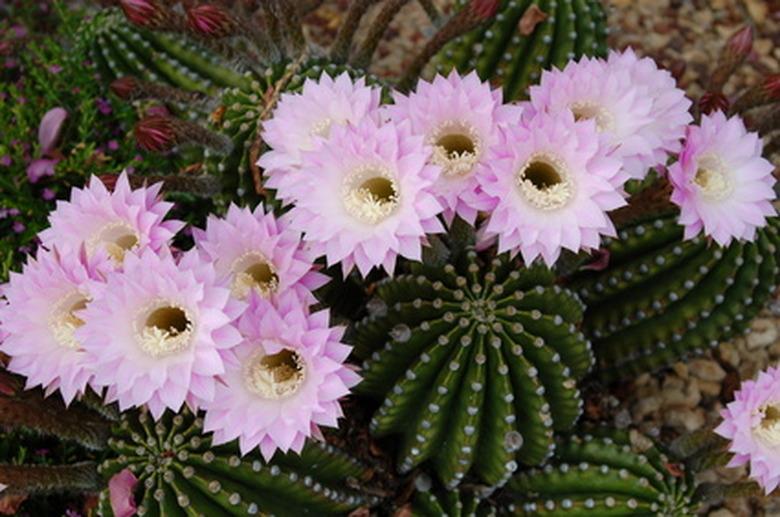 straw flower cactus