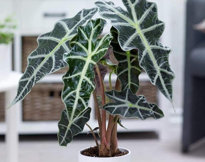 Alocasia houseplant.