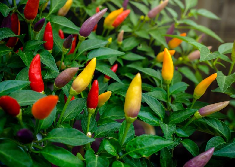 Colorful Hawaiian Chile Peppers with green leaves on a branch, closeup.