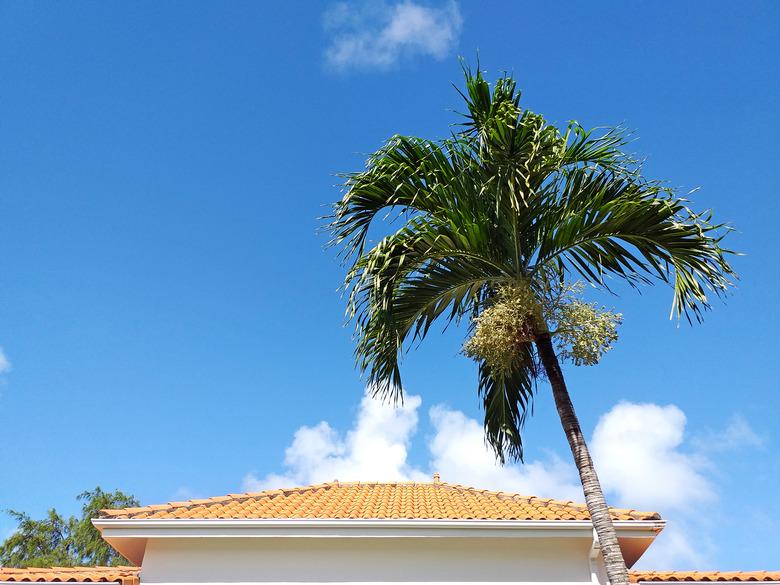 Tiled roof of Caribbean house with palm tree under tropical blue sky. Traditional French West Indies architecture and construction pattern.