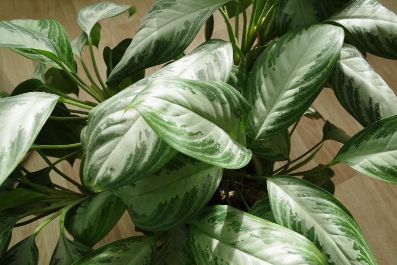 Dieffenbachia in a pot.