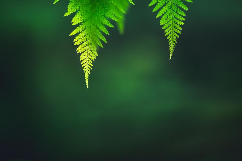 Low Angle View Of Fern Leaves