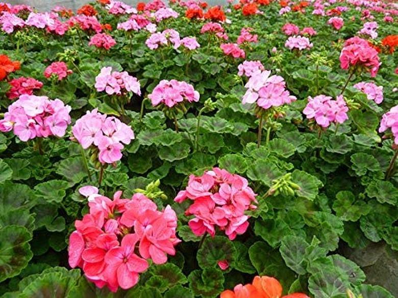 Geraniums