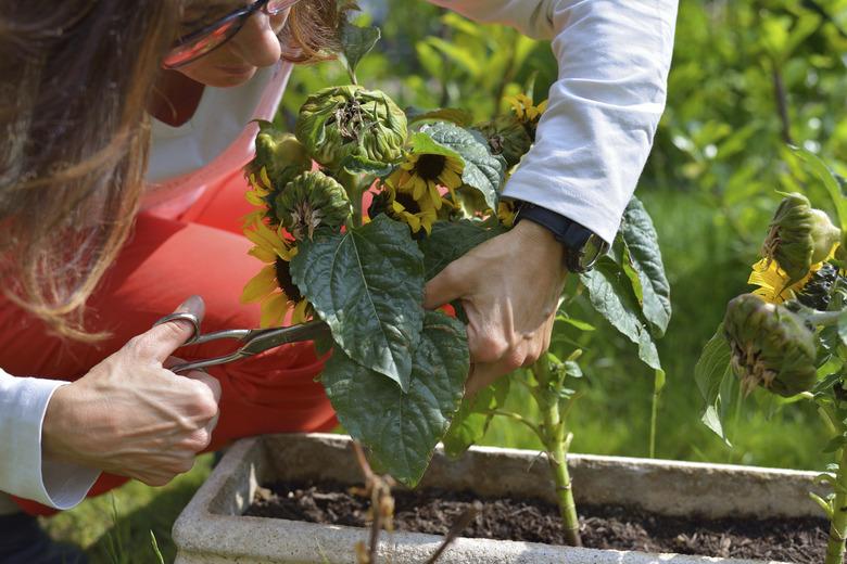 Home gardening