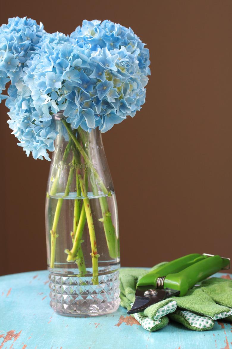 Blue hydrangea flowers