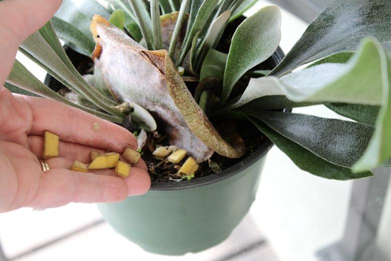 bananas and staghorn fern