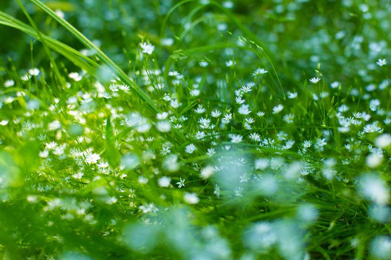 A green field with delicate small white blooming flowers. Lightness and greenery. Spring