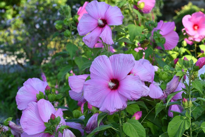 Pink hibiscus flowers in a garden.