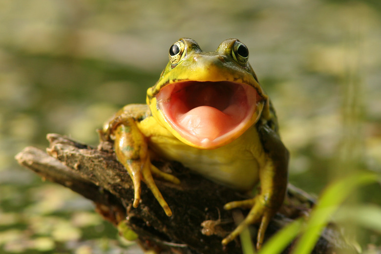 Green Frog (Rana clamitans) with Mouth Open, Pinery Provincial Park