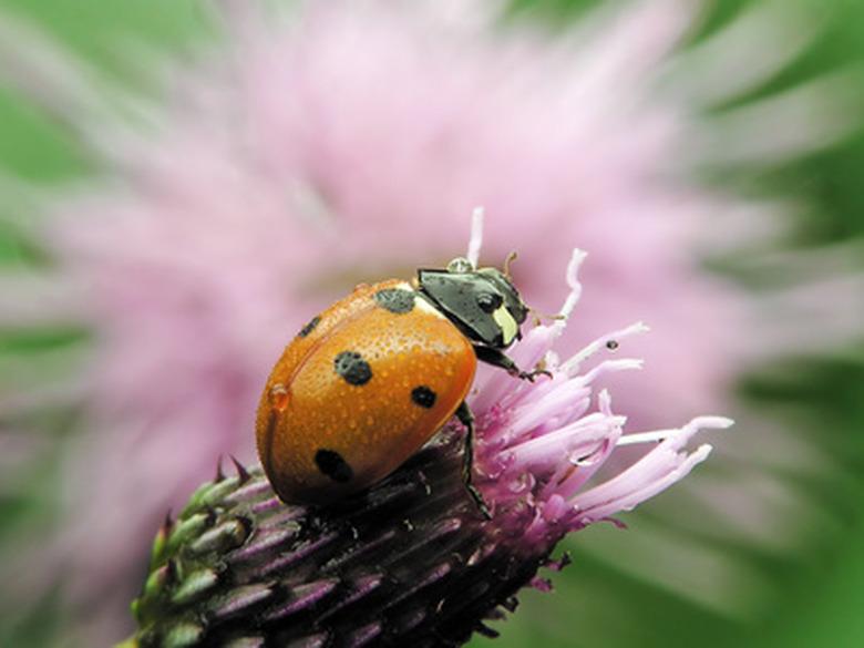 Lady bug on a garden flower.