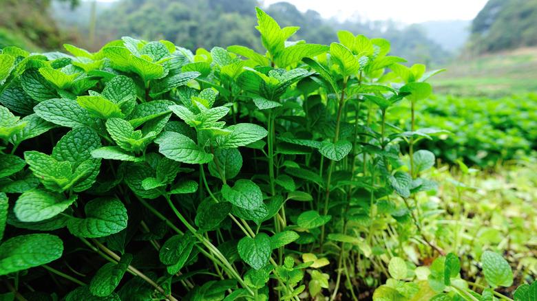 Green mint plants grow at vegetable garden