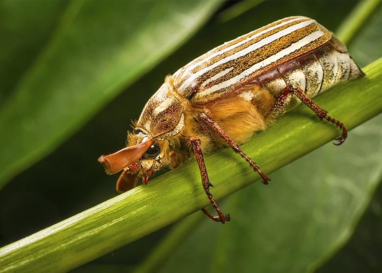 side view ten-lined June beetle (Polyphylla decemlineata) gripping stem.