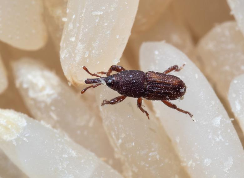 Macro Photo of Rice Weevil or Sitophilus oryzae on Raw Rice