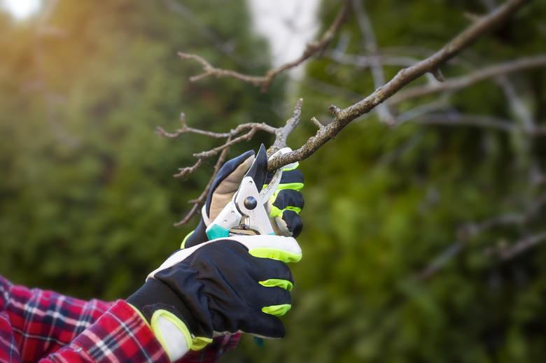 Gaerdener with Scissors in his hand and Cutting trees. Spring work in the garden.  A man has  wearing red shirt. In the background are green trees