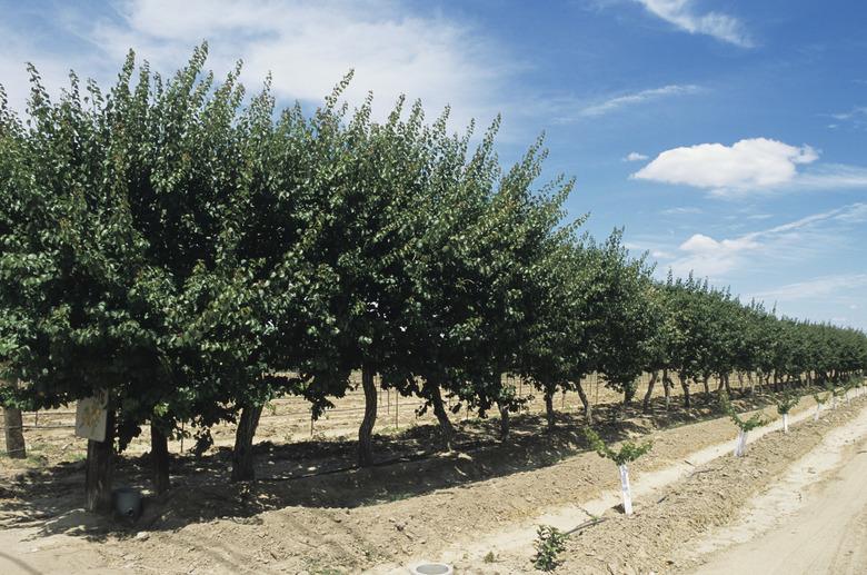 Apricot orchard with blue sky