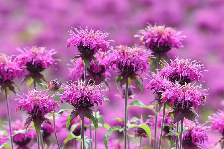 Monarda (Monarda didyma) flowers