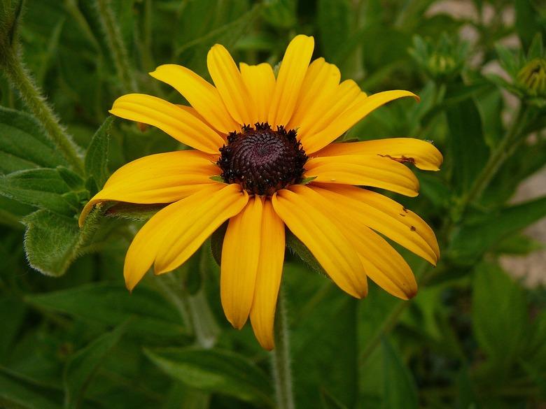 Close-Up Of Yellow Daisy Flower