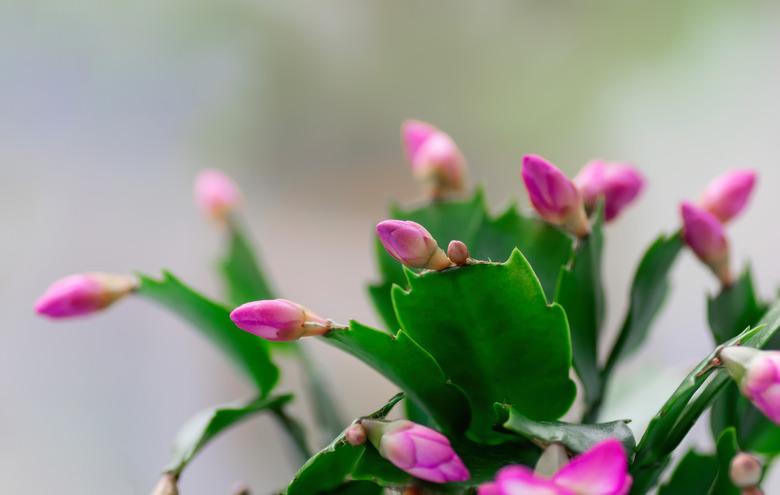 Pink Schlumbergera, Christmas cactus or Thanksgiving cactus on white background. Close up. Copy space.