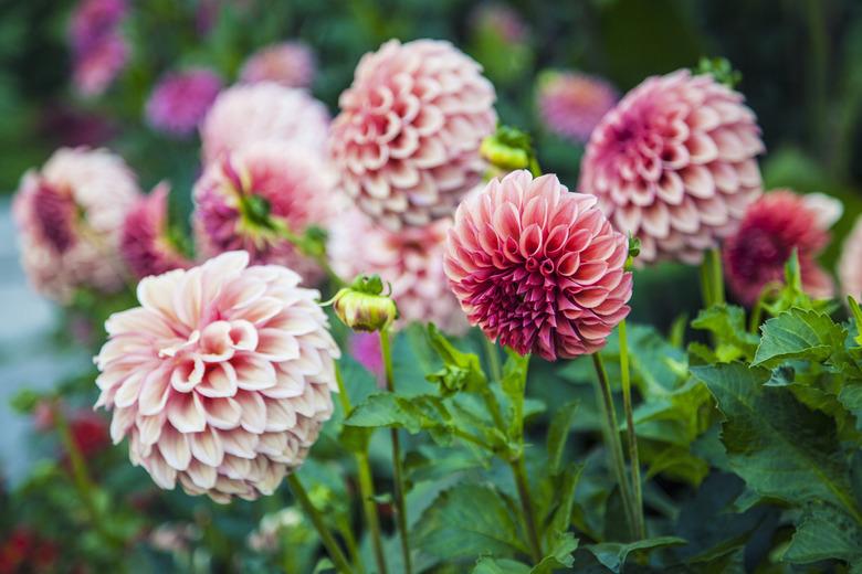 pink dahlias