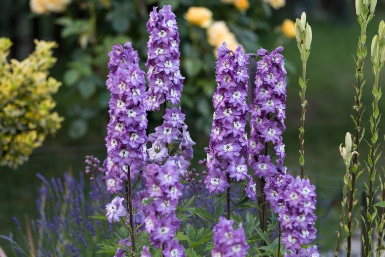 Purple Delphinium Flower in Garden