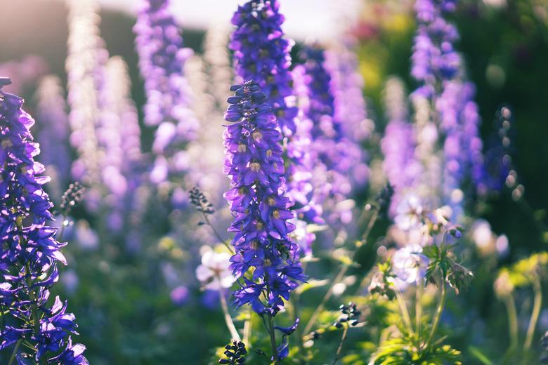 Delphinium Flowers