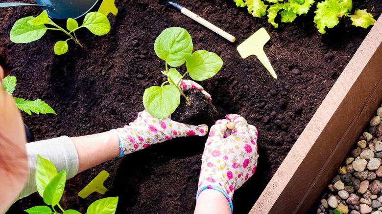 Hands in gardening gloves plant a sprout in a hole in the wooden raised bed garden. Transplanting seedlings in open ground in spring. Growing vegetables in neat raised beds.